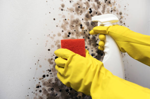  University Heights, IA Mold Removal Pros