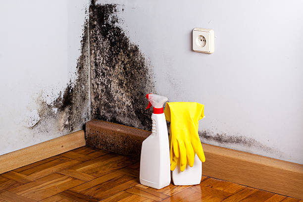 Best Residential Mold Remediation in University Heights, IA