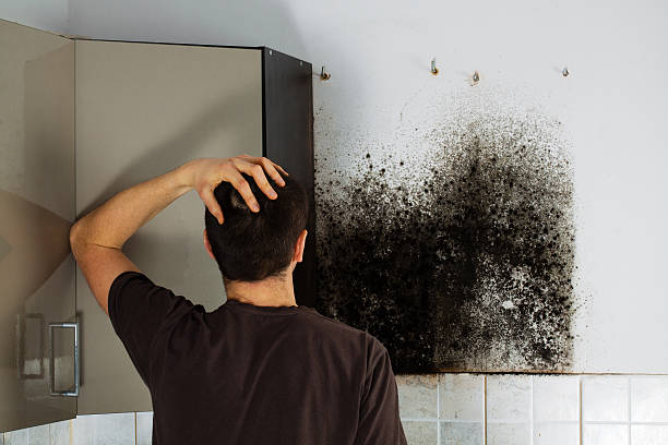 Best Mold Remediation for Specific Building Types in University Heights, IA